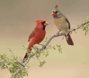 Cardinals from The Audubon Society