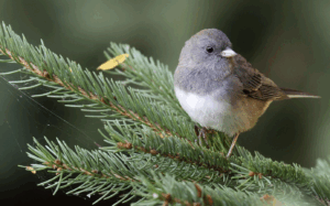 Dark-eyed junco from The Audubon Society