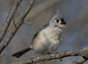 Tufted titmouse from The Audubon Society