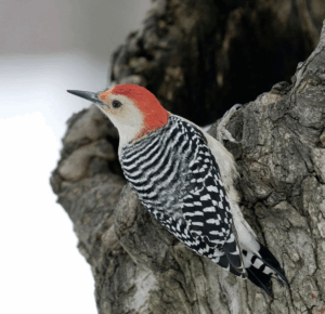 Red-bellied wookpecker from The Audubon Society