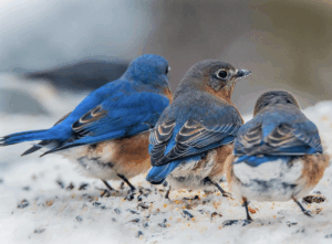 Eastern bluebirds from The Audubon Society