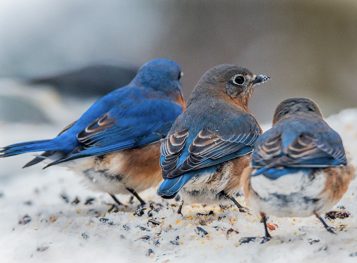 Eastern bluebirds on snow from The Audubon Society