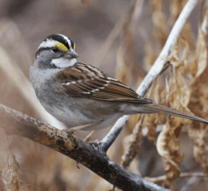 White-throated sparrow from The Audubon Society