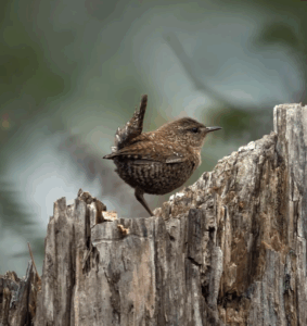 Winter wren from The Audubon Society
