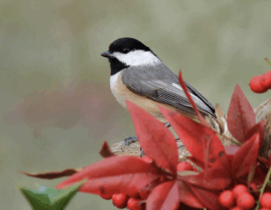 Carolina chickadee from The Audubon Society