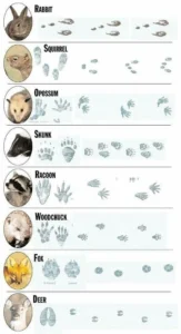 Animal tracks in snow identification
