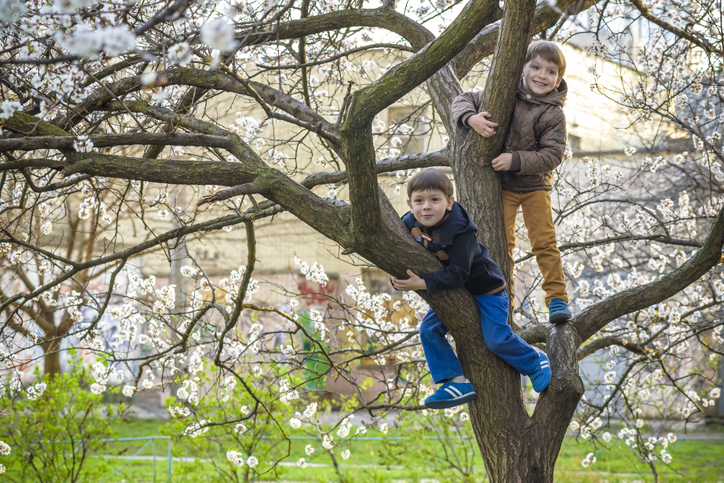 Two boys brothers kids hanging from a blossom spring tree and having fun in the nature.