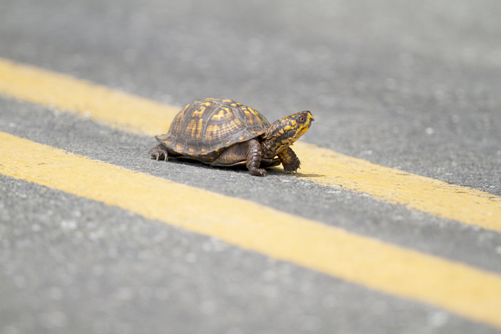 What to Do When Your Family Finds a Turtle Crossing the Road