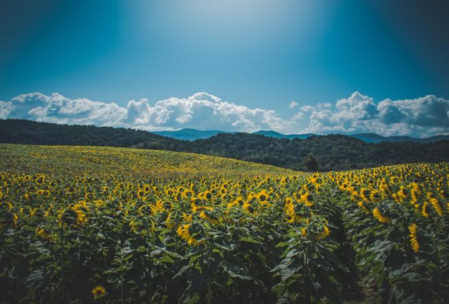 Virginia Sunflower Fields and Festivals Worth the Drive This Summer