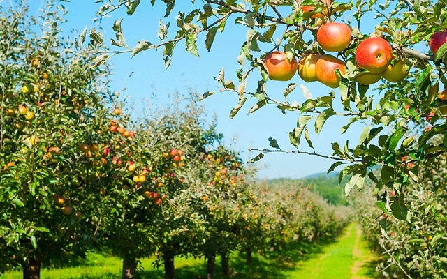 Where to Pick Apples in Virginia This Fall: A Family Guide by Region